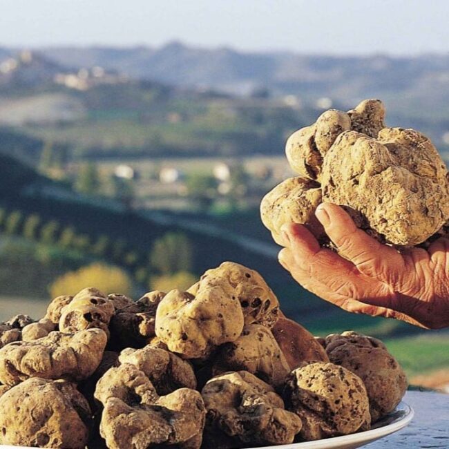 tartufo di alba