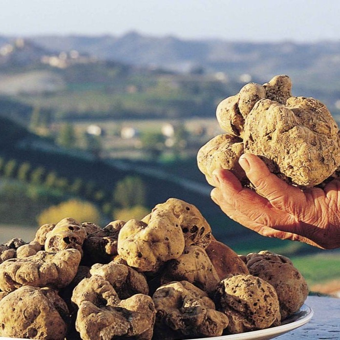 tartufo di alba